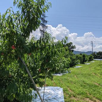 ＼朝採れ桃を即日出荷／あかつき 約3kg(7～13玉) 約3kg 果物/もも通販