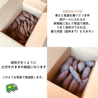 【自然栽培】1.5kgさつま芋シルクスイート 1.5kg 野菜/さつまいも通販