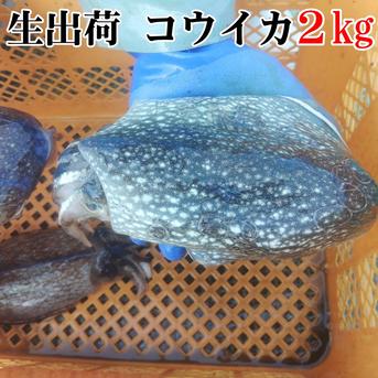🦑生出荷コウイカ 2kg（約3-4杯）🌊定置網スミイカ✨刺身・寿司ネタに！日時指定不可📦🍣 寿司ネタ・刺し身・イカ焼きに最適！🚫 日時指定不可｜キロ数バリエーション有📏🌊 墨イカ朝獲れ 生コウイカ　２ｋｇ 魚介類/イカ通販