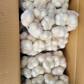 c*1様 傷あり　にんにく　箱いっぱい　青森県産　福地ホワイト kitaguniokome_wakeotama