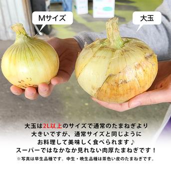 1日10名様限定特別価格 【 大玉 10kg 】 新たまねぎ 淡路島産 4月17日 