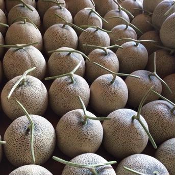 【限定】ご自宅用青肉富良野メロン1.6kg〜2kg 4玉入 北海道富良野産　キスミー4玉入 果物/メロン通販