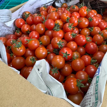 パクパク食べれる小粒ミニトマト3kg ミニトマト3kg 野菜/トマト通販
