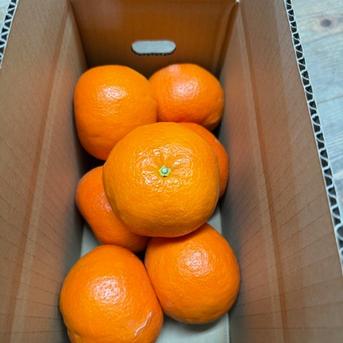 1玉をじっくり食べたい! 超多果汁！純国産オレンジ「セミノール」大玉