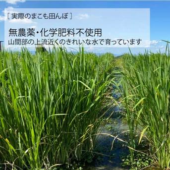 マコモ（マコモダケ）の苗（小3本セット）【奈良県産・無農薬・無肥料