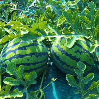 “特選”大玉スイカ🍉  一つ一つあなたのために厳選しお届けします👨🏽‍🌾 8〜9kg 果物/スイカ通販