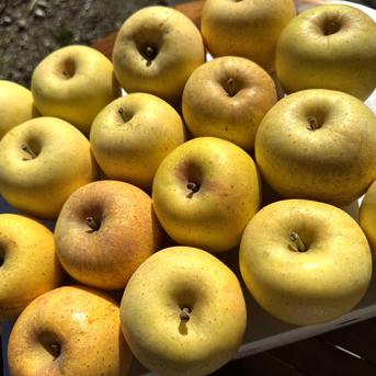 小玉はるか【スマートフレッシュりんご家庭用約3kg】（玉数指定不可