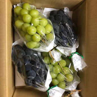 シャインマスカット&ナガノパープル 2kg ｜ 果物/ぶどう 産直アウル