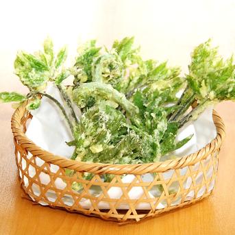 予約受付中  天然山菜たらの芽500g＋こしあぶら300ｇのセット 天ぷらや和え物で春の味覚を‼ 800ｇ 野菜/山菜通販