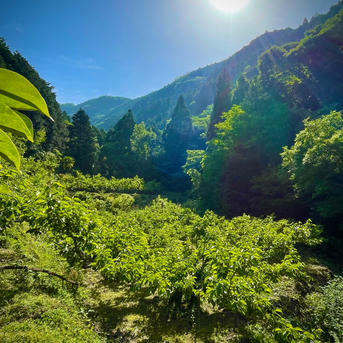 送料500円引き🍂】甘柿の王様！ 富有柿🟠✨A級スペシャルパッケージ版