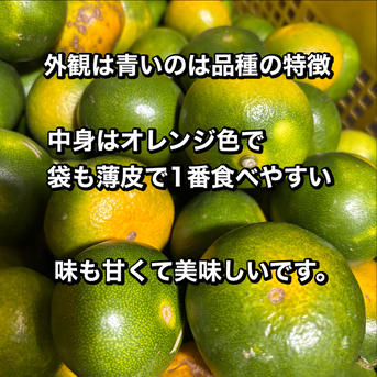 減農薬 みかん 10キロ 有田みかん 産地直送 サイズ混合 ｜ 果物/温州
