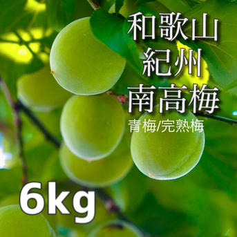 【家庭用】南高梅 大粒 6kg    青梅/完熟梅 6kg 果物/青梅通販