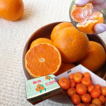 めちゃ甘〜い！頑固な甘さの新こたつみかん！石甘太（いしあまた） お