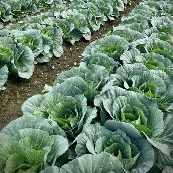 収穫開始！湖国の夏キャベツ ｜ 野菜/キャベツ 産直アウル 農家・漁師