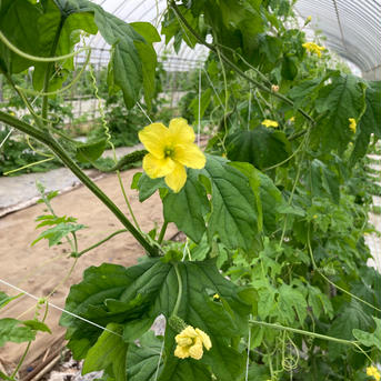 ほろにが🥺にがうり 1.5-2.0kg 野菜/ゴーヤ通販