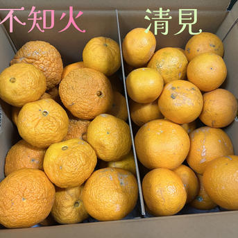 訳あり 不知火&清見セット ｜ 果物/オレンジ・その他みかん 産直アウル