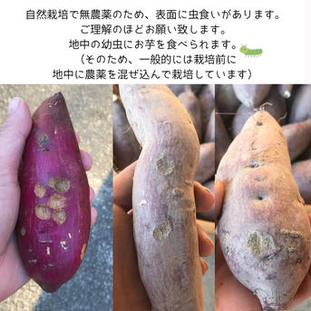 【自然栽培】1.5kgさつま芋シルクスイート 1.5kg 野菜/さつまいも通販
