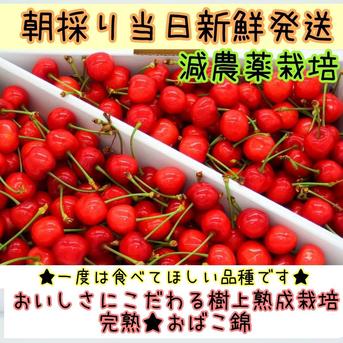 朝採り当日発送 美味しさにこだわる樹上熟成栽培 一度は食べてみて 