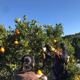 [早出しフレッシュ10kg] デコポンの本場熊本 天草の不知火（ご家庭向け） 10kg 果物/オレンジ・その他みかん通販