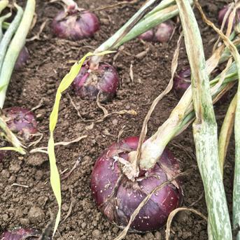 農園自慢の赤玉ねぎ 4.5kg パチャママ農園 たまねぎ ｜ 野菜/玉ねぎ