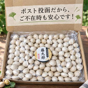 2026年＊新物》祖父江産 銀杏 藤九郎 満足2Lサイズ ｜ 野菜/その他