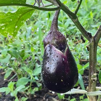 無農薬】採れすぎ夏野菜のメガ盛お楽しみ箱 80サイズ ｜ 野菜/野菜