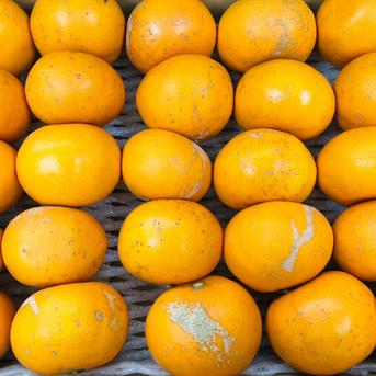 【選果落ち 訳あり商品】熊本県産  せとかみかん 約3kg 箱込み【003】 サイズ不揃い 熊本 九州 みかん 熊本産  蜜柑 食品 家庭用 訳あり 贈答不可 その他 果物 フルーツ  約3kg 箱込み 果物/オレンジ・その他みかん通販