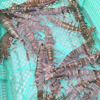 『数量限定』活け締め冷凍足赤海老🦐　特大　1k 1k 魚介類/エビ通販