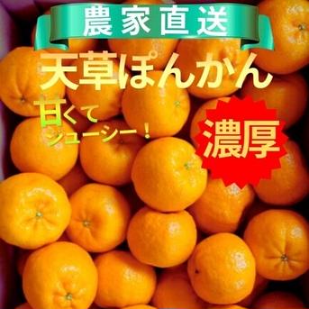 天草産ポンカン　家庭用　箱込20kg ポンカン 家庭用 箱込2kg ｜ 果物/オレンジ・その他みかん 産直アウル