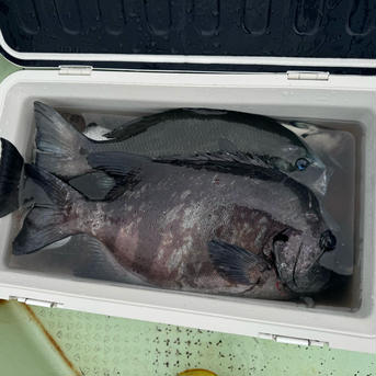 一本釣り、カゴ漁　鮮魚ボックス　詰め合わせ 3k 魚介類/魚介セット・詰め合わせ通販