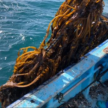【少し訳あり】発送日に収穫致します‼︎ 鮮度抜群　南三陸志津川産　生ワカメ嬉しい茎付き　2kg 2kg 魚介類/海藻通販