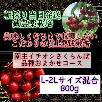 *朝採り当日発送*こだわりの樹上熟成栽培さくらんぼ《園主イチオシさくらんぼをお届け‼》 品種おまかせL-2L 800g 果物/さくらんぼ通販