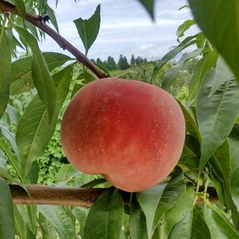 桃 さくら白桃 3kg (10～11個) お手頃/サイズ混合 ｜ 果物/もも 産直