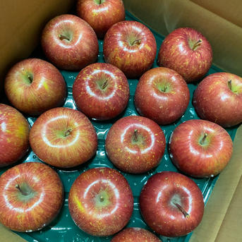 10キロ2段 サンふじ多めの詰め合わせセット | 果物/りんご 産直