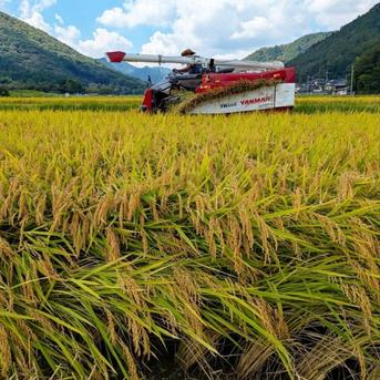 令和7年産　玄米20kg きぬひかり　京都府丹波産　新米 きぬひかり【玄米】 20kg 令和7年産 京都府京丹波町産 ｜ 米・穀物