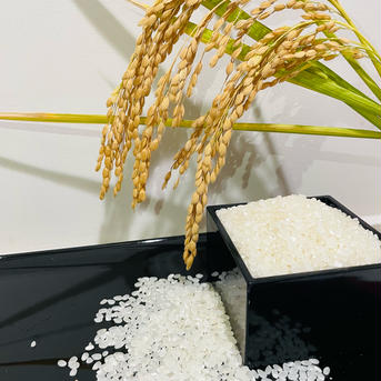 新米　コシヒカリ　１０ｋｇ 新米コシヒカリ　１０ｋｇ 米・穀物/米/精米通販