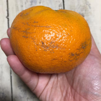 訳あり品です。見た目は悪い青島みかん4kg 4kg 果物/温州みかん通販