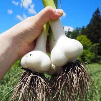 にんにくの概念が変わる！「生にんにく」12玉【数量限定】 生にんにく12玉（約900g） 野菜/にんにく通販