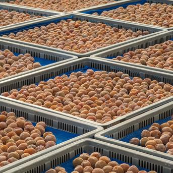 10kg 紀州南高梅 農家直送 梅 無添加 和歌山 紀州 白梅 白干し | 加工