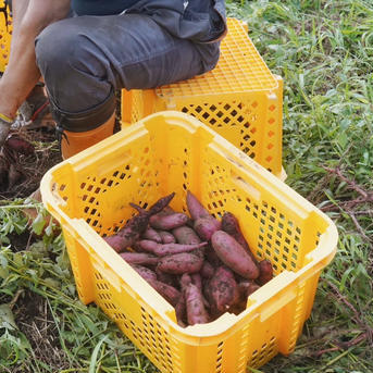 無農薬シルクスイートサツマイモ熟成 貯蔵 土付き西原シルク10kg送料無料SML 無農薬シルクスイートサツマイモ 貯蔵 熟成 土付き 西原シルク25