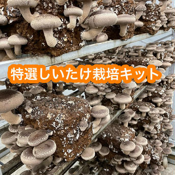 やまのこ農園直送　特選生しいたけ栽培キット　説明書付き 2.5キロ 野菜/きのこ通販