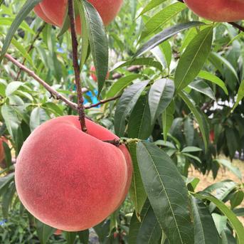 採れたて発送！初夏の桃【あかつき】小布施産家庭用3kg7〜11玉 桃およそ7〜11個 果物/もも通販