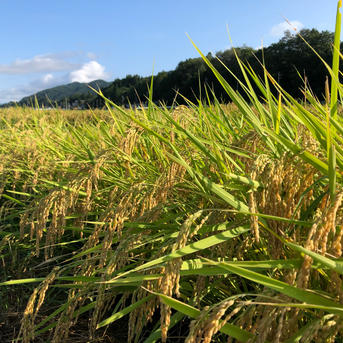 新米コシヒカリ30キロ 北アルプス安曇野産 ｜ 米・穀物/玄米 産直
