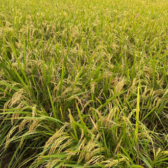 ② 【特A米】令和7年夢しずく玄米20kg 特A米 令和7年産(新米)夢しずく玄米20kg | 米・穀物/玄米 産直アウル