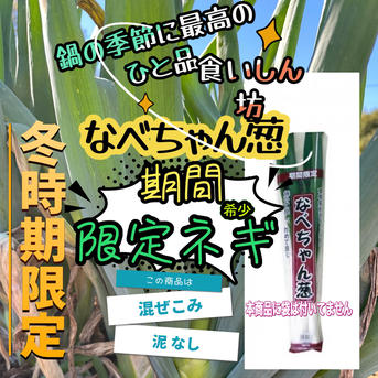 期間限定】なべちゃん葱，甘くて美味しい 希少ネギ 泥なし ｜ 野菜