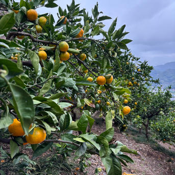 小玉 premium有田みかん 5キロ SMサイズ 訳あり ｜ 果物/温州みかん