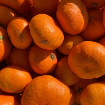 訳ありだけど美味しさそのまま】甘平 2kg 愛媛県産 ｜ 果物/オレンジ