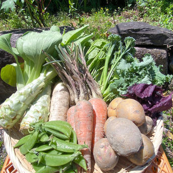 カラダが喜ぶ!!旬の無農薬お野菜セット種類11~15【おまかせ100】 11~15種類 野菜/野菜セット・詰め合わせ通販