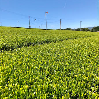 【緑茶】Kafこはらの深蒸し茶【6袋】 600g（100g×6） お茶/緑茶通販