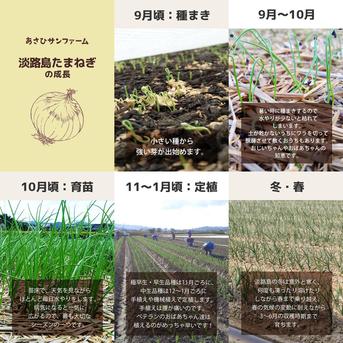 【訳あり小玉！5kg】淡路島産たまねぎ 兵庫県認証食品 ひょうご安心ブランド あさひサンファーム 訳あってお得品！ Sサイズ中心の小玉サイズ ご家庭用 レシピ付き！ 小玉5kg 淡路島たまねぎ 野菜/玉ねぎ通販